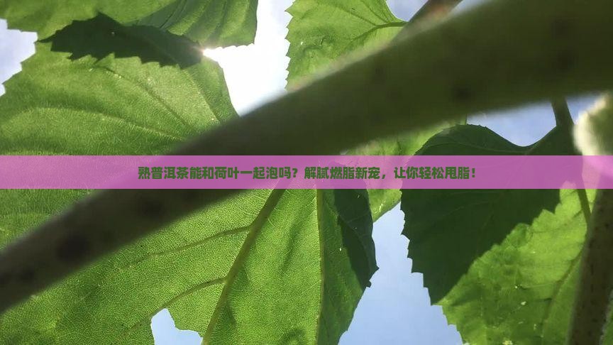 熟普洱茶能和荷叶一起泡吗