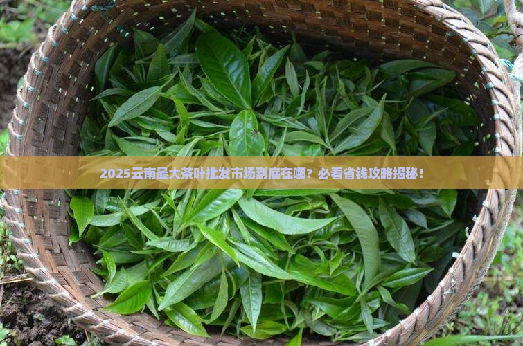 云南最大的茶叶批发市场在哪里