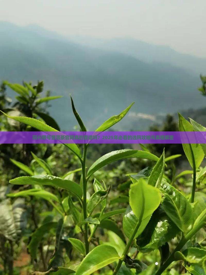 同兴聘号普洱茶官网
