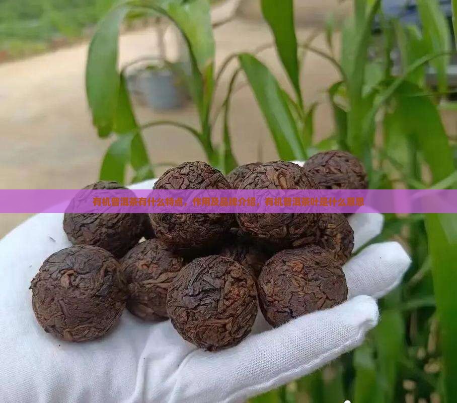 有机普洱茶有什么特点