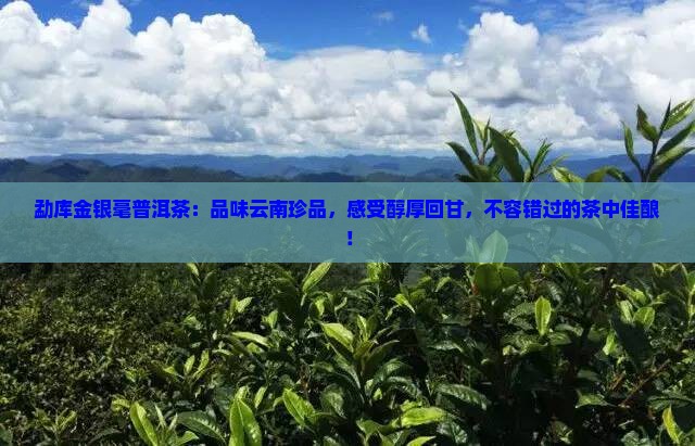 勐库金银毫普洱茶