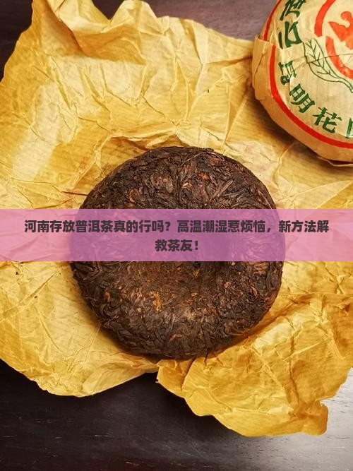 河南适合存放普洱茶吗