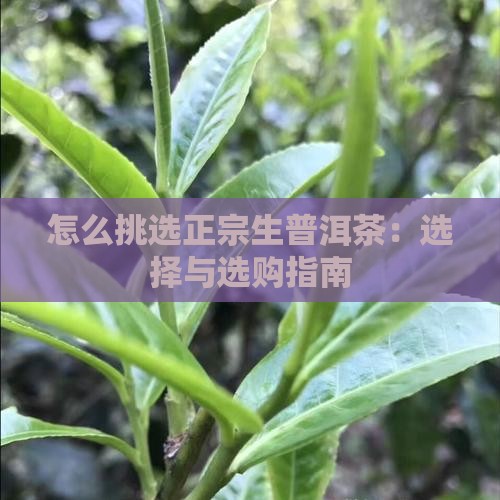 怎么挑选生普洱茶