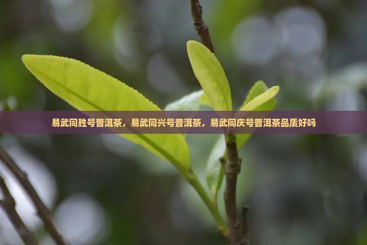 易武同胜号普洱茶