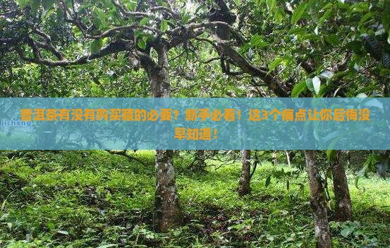 普洱茶有没有购买藏的必要