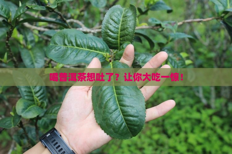 喝普洱茶想吐了