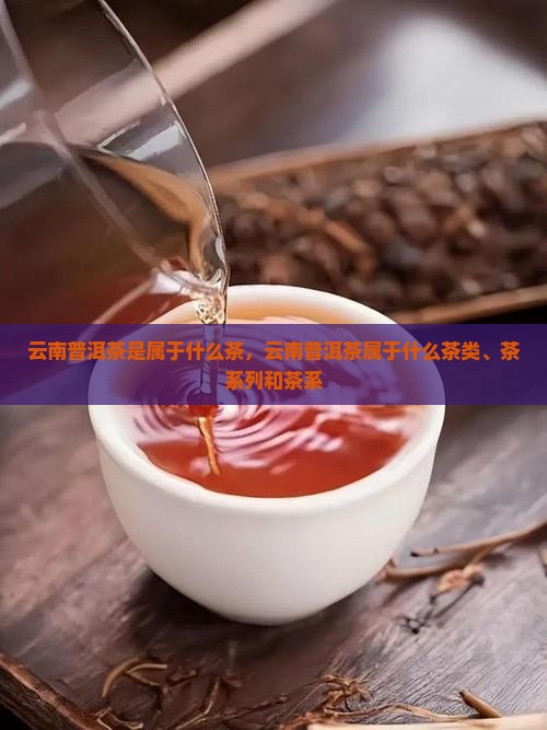 云南普洱茶是属于什么茶