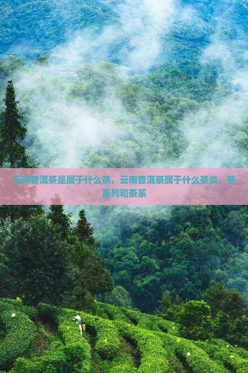 云南普洱茶是属于什么茶
