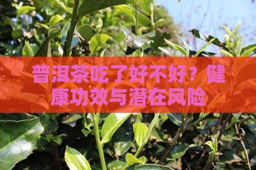 普洱茶吃了好不好
