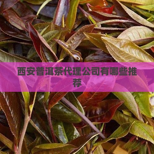 西安普洱茶代理公司有哪些