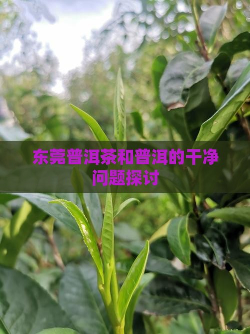 东莞普洱茶干净吗