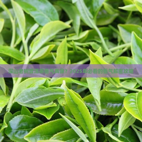 深山老树普洱茶香气如何
