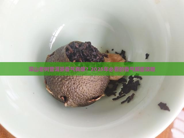 深山老树普洱茶香气如何