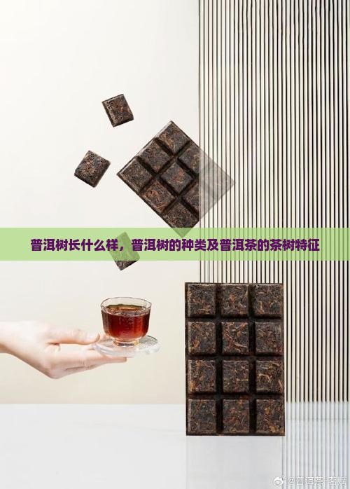 普洱树长什么样