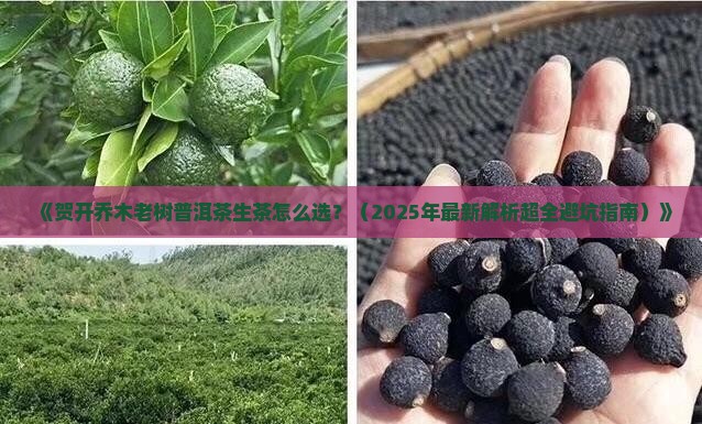 贺开乔木老树普洱茶生茶
