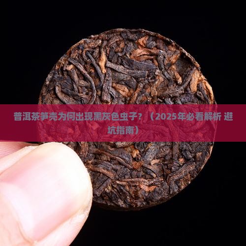 普洱茶笋壳黑灰色虫子