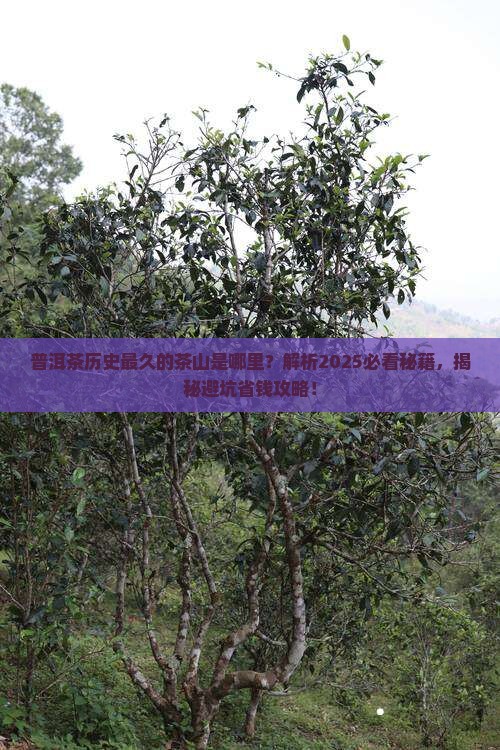普洱茶历史最久的茶山