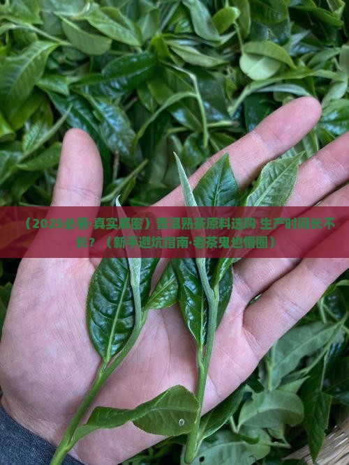 普洱熟茶原料与生产时间