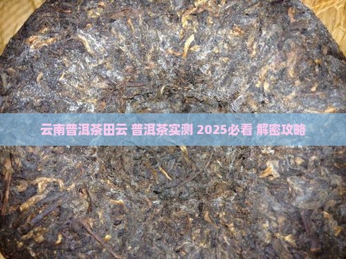 云南普洱茶田云