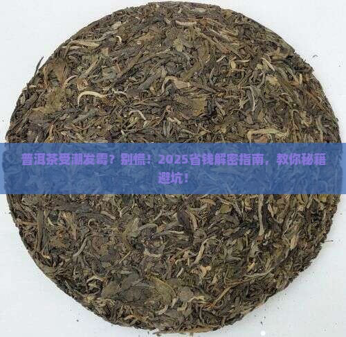 普洱茶受潮发霉