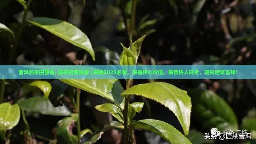 普洱熟茶的菌香