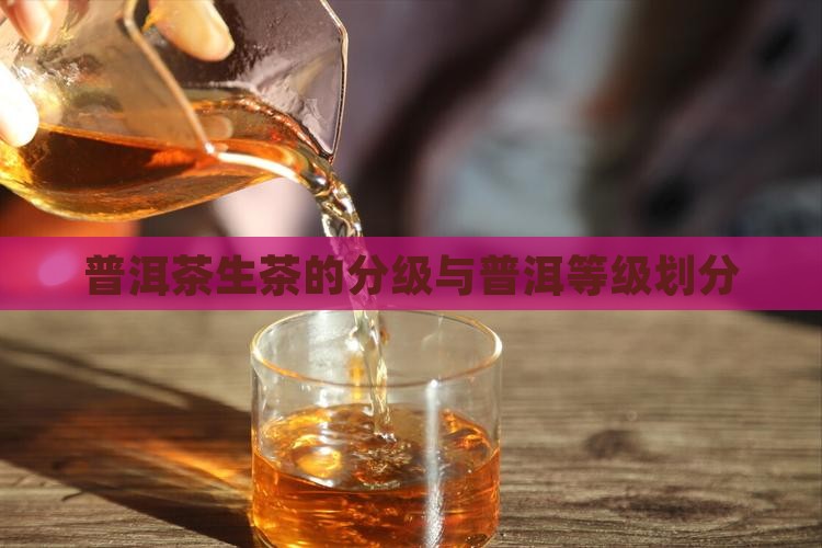 普洱茶生茶的分级