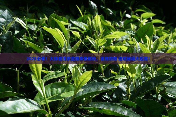大抹普洱茶直播