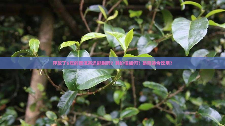 存放了6年的普洱茶