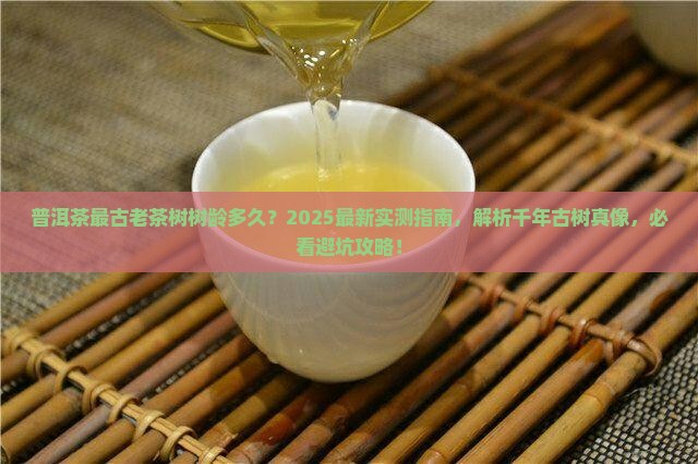 普洱茶最古老茶树树龄多久