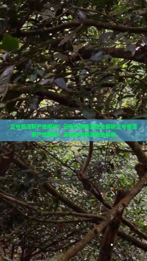 芷兮普洱茶产地