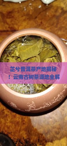 芷兮普洱茶产地