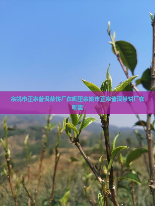余姚市正宗普洱茶饼厂在哪里