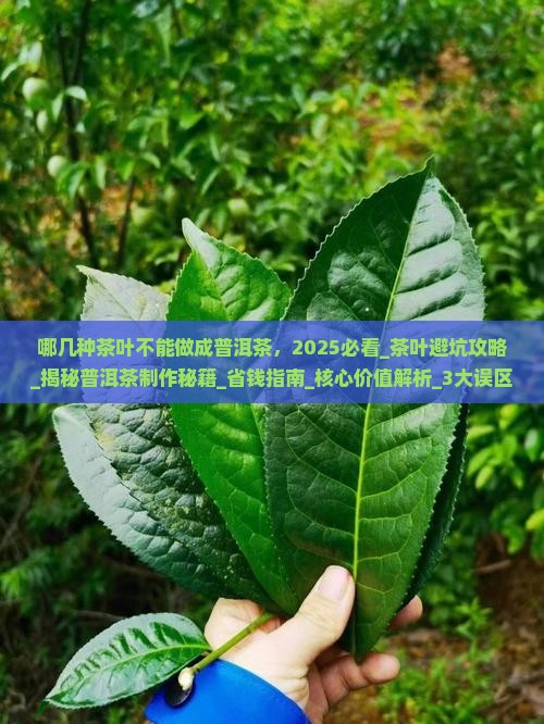 哪几种茶叶不能做成普洱茶