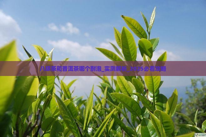 八级茶和普洱茶哪个耐泡