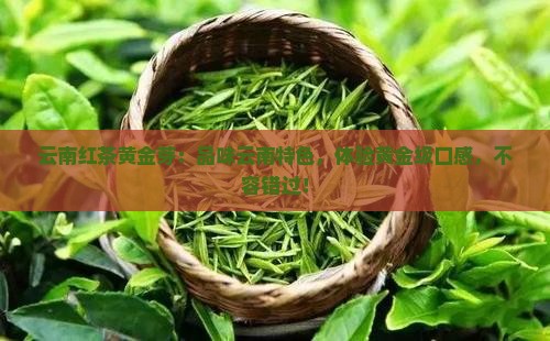 云南红茶黄金芽