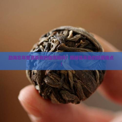 勐海忘年普洱茶