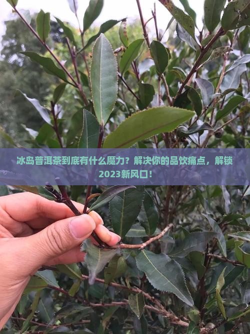 冰岛普洱茶的小知识科普