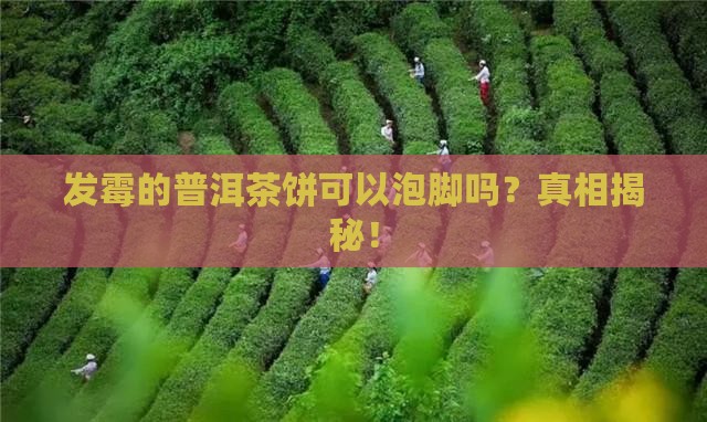 发霉的普洱茶饼可以泡脚吗
