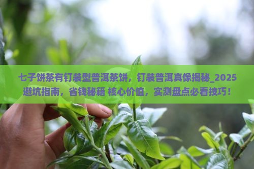 七子饼茶有钉装型普洱茶饼
