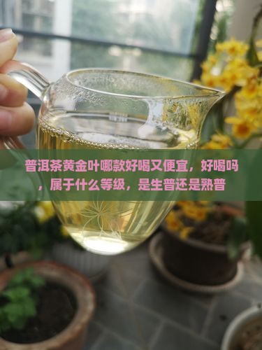 普洱茶黄金叶哪款好喝又便宜