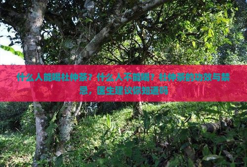杜仲茶什么人能喝什么人不能喝