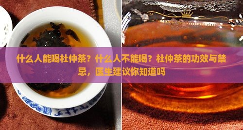 杜仲茶什么人能喝什么人不能喝