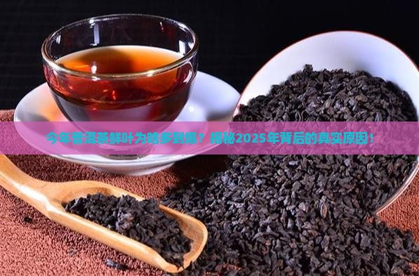 今年普洱茶鲜叶特别多怎么回事