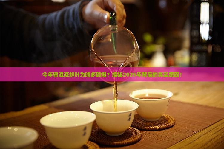 今年普洱茶鲜叶特别多怎么回事