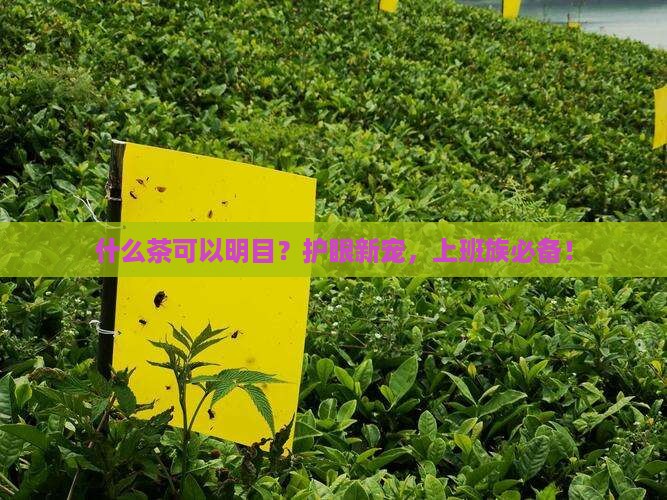 什么茶可以明目