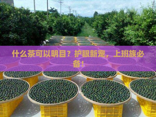 什么茶可以明目
