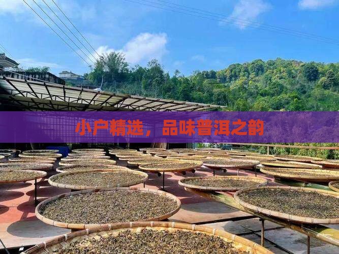 临沧小户赛普洱茶