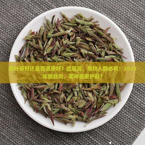 桑叶茶好还是普洱茶好