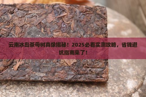 云南冰岛茶母树