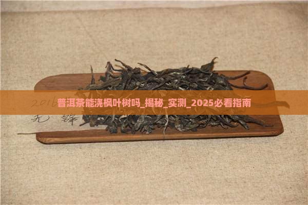 普洱茶能浇枫叶树吗
